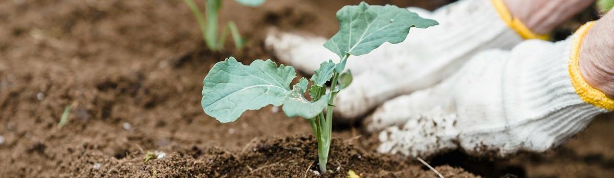 Cauliflower grown with Uchit