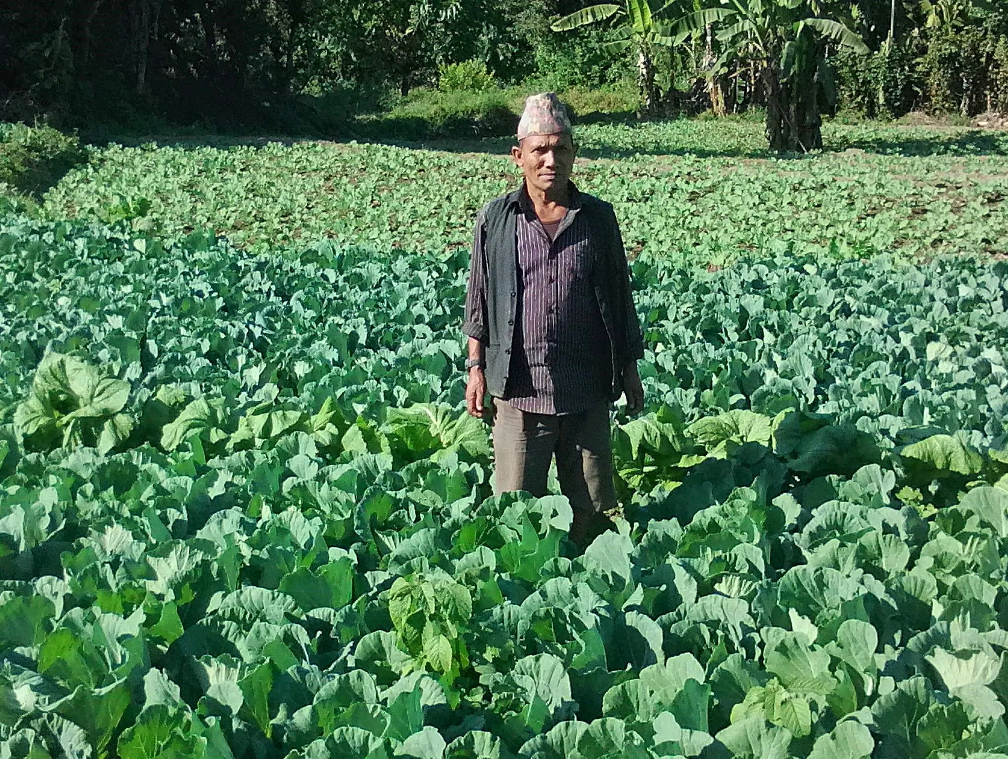 Cabbage production using Uchit bio-fertilizer