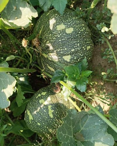Pumpkin production using Uchit bio-fertilizer