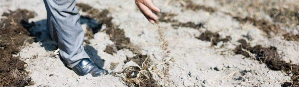 Applying Uchit bio-fertilizer in the field